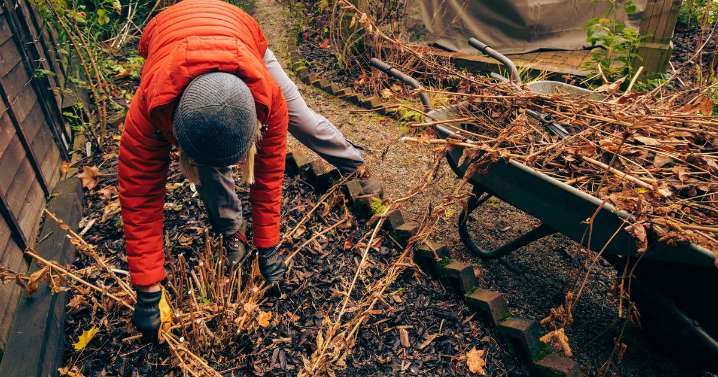 Plants to prioritise pruning in December so they burst into life in spring