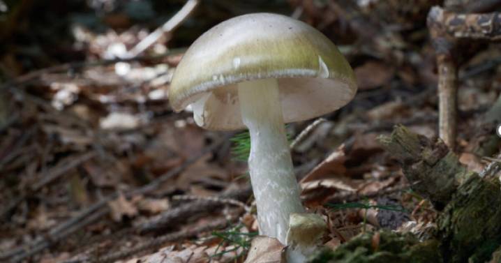 California officials warn against foraging wild mushrooms after deadly poisonings