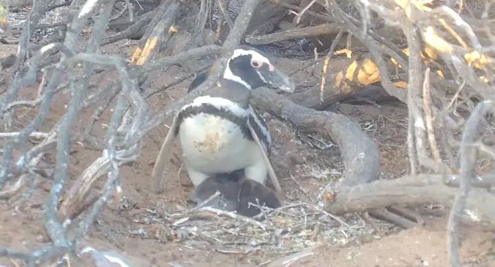 ¿Otro stream del CONICET? Ahora podes ver cómo crían pingüinos en Patagonia Azul