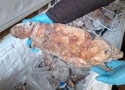 Pangolin and porcupine seized in illegal bushmeat raid in London