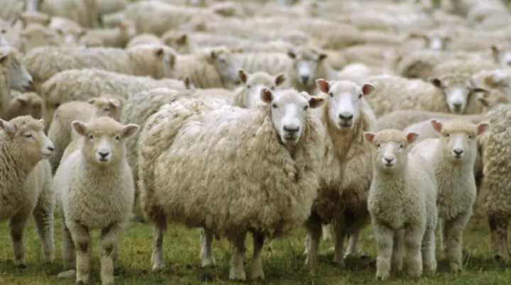 El SENASA declaró alerta sanitaria por sarna ovina en siete departamentos de Chubut