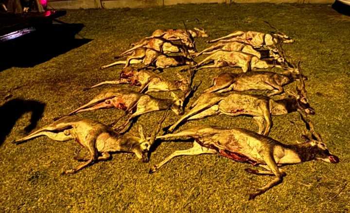 Detuvieron una camioneta con 12 antílopes muertos