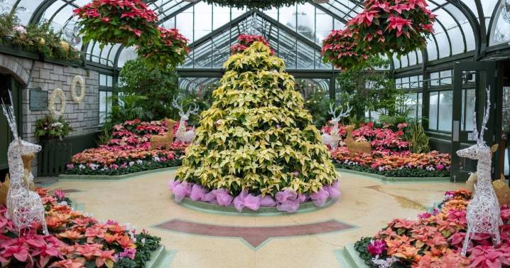 A feast for the eyes: Poinsettia Show at Niagara Parks Floral Showhouse
