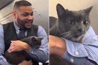 Loose Cat on Southwest Flight Brings Laughter During Thanksgiving Travel