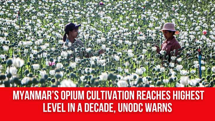 Myanmar’s Opium Cultivation Reaches Highest Level in a Decade, UNODC Warns
