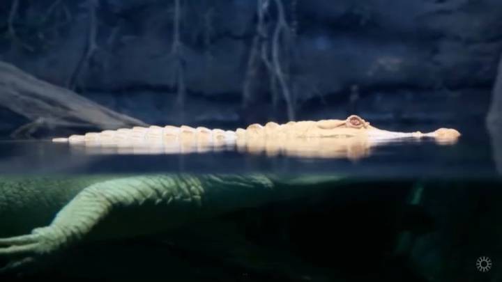 Muere Claude caimán albino de la Academia de Ciencias de California