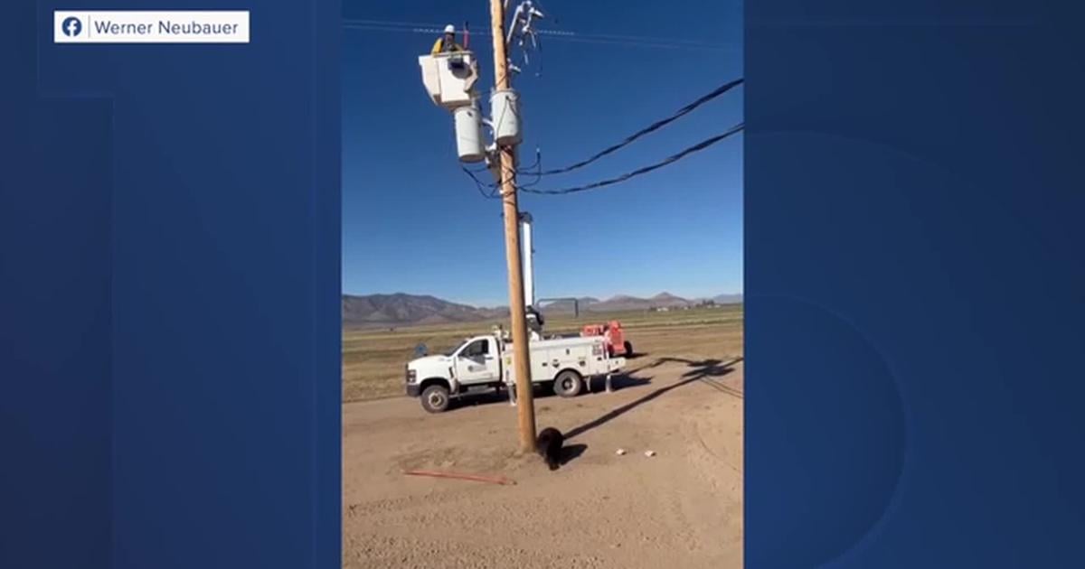 Lineman works to rescue bear who climbed a utility pole