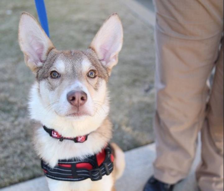 Alabama community rallies to save Ringo, an injured dog looking for a home: ‘Full of hope’