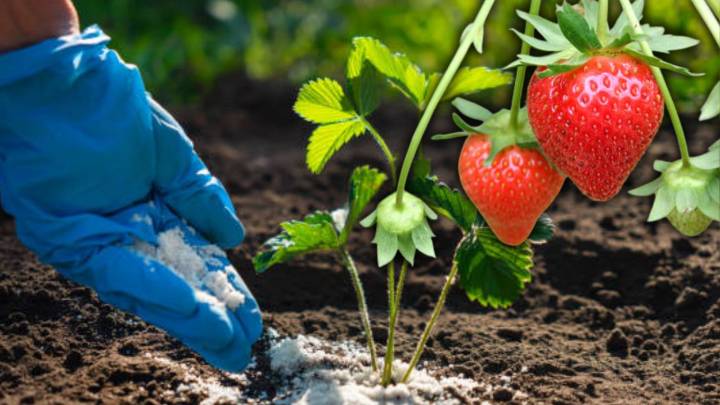 El secreto para cosechar fresas en Invierno en México