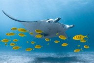 Global manta and devil ray deaths far exceed earlier estimates: Study