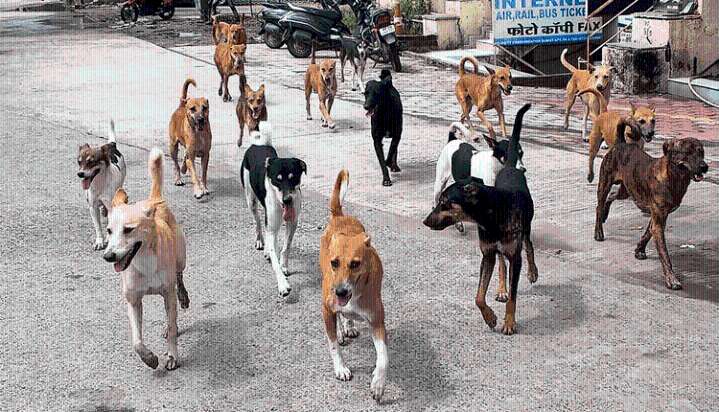 10 injured in stray dog attacks in different parts of state