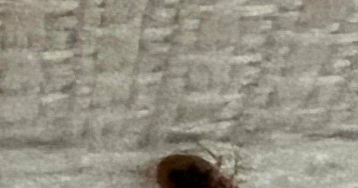 Bed bug epidemic warning as infestations soar