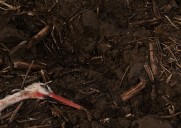 Hundreds of storks found dead near Madrid amid wider bird flu surge