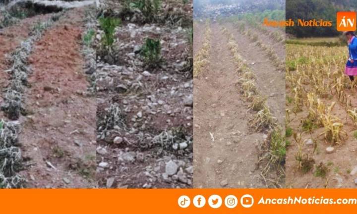 Áncash: Heladas continúan y afectan cultivos en Tarica y Cátac