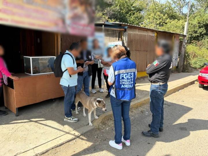 Rescata Fiscalía de Oaxaca a Kira por probable maltrato animal