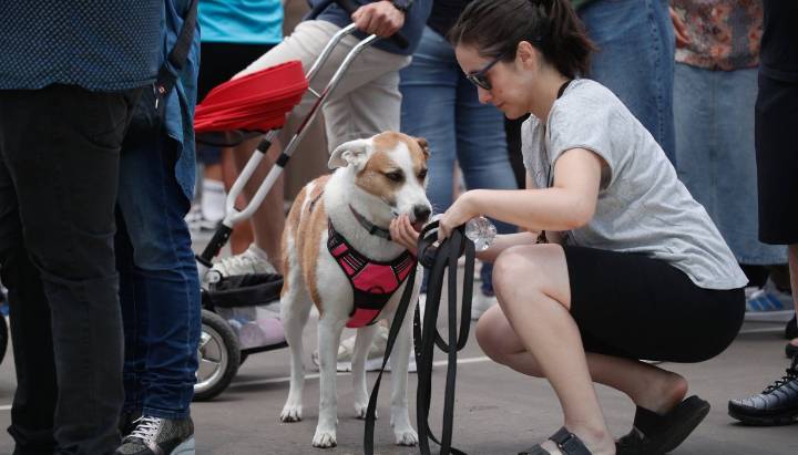 Proyección al alza: Mercado de alimentos para mascotas alcanzaría los US$1.400 millones al finalizar el año