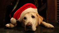 Keeping your pets safe over the holidays