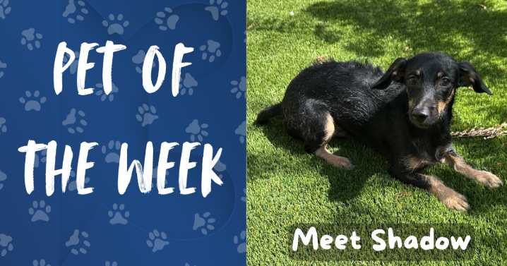 Pet of the Week: Meet Shadow!