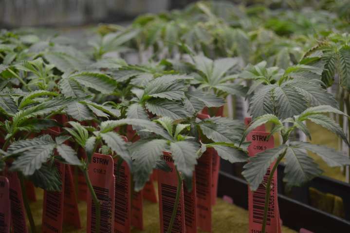 Ohio bans marijuana billboards in a move questioned by Democrats, ad industry