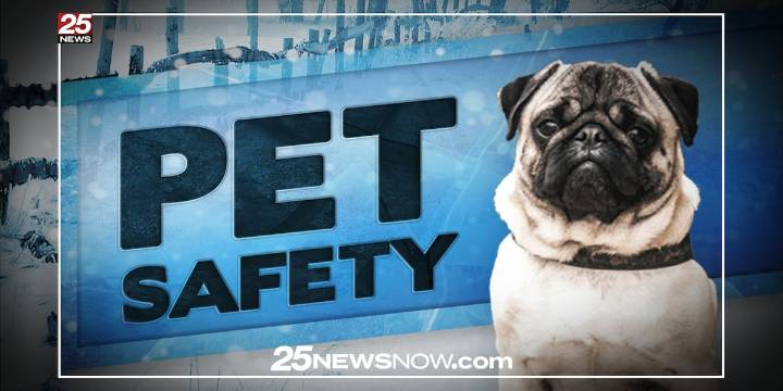Winter pet care 101: Central Illinois expert gives practical tips every owner should follow