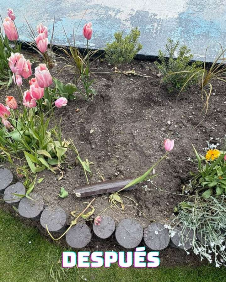 Repudio ante al destrozo de tulipanes en espacios públicos