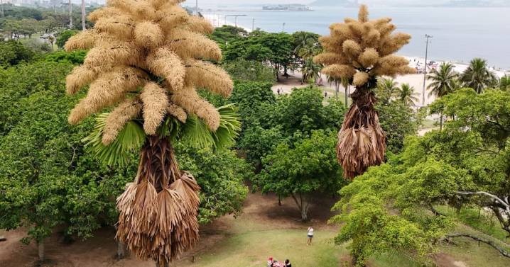 Palmeras plantadas hace más de 60 años florecen por primera y única vez en Río de Janeiro; científicos explican por qué este fenómeno natural histórico conecta botánica, tiempo de vida humano y la vis