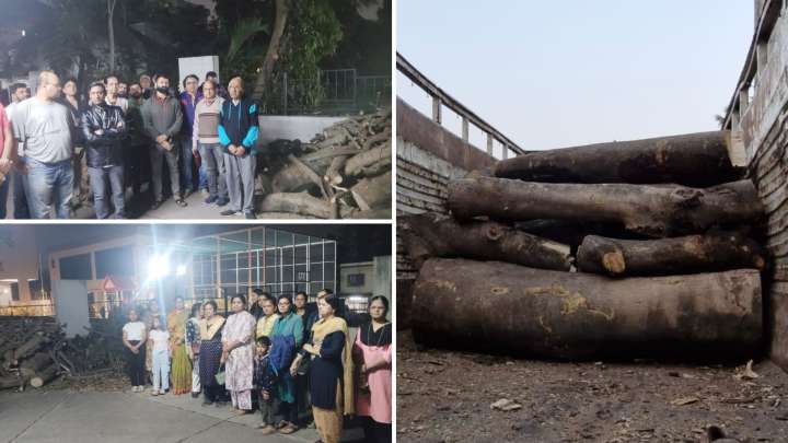 Pune: Illegal Tree Cutting At Montvert Seville Society In Wakad Sparks Outrage, PCMC Issues Show