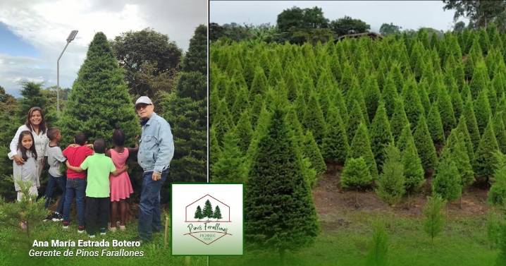 La pequeña finca del Valle que cultiva pinos naturales para Navidad y vende casi mil unidades por temporada