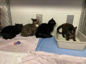 4 cats found in animal carrier along Enfield roadway