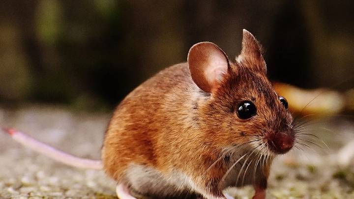 Preocupa el avance del hantavirus: ¿Dónde se registró el 70% de las infecciones en el país?