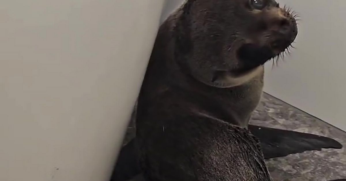 ‘Stumbling’ seal enters bar and ‘orders IPA’ before being lured out with salmon pizza