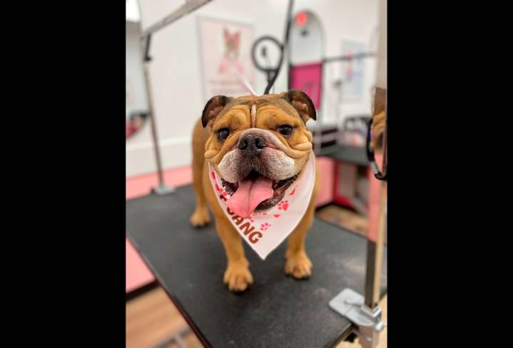 Woof Gang Bakery & Grooming offers spa days for your pup
