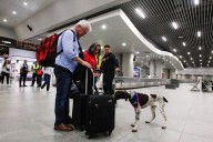 Nueve perritos de la camada 2025 de Aduanas realizaron su primera sesión de adaptación en el Aeropuerto de Santiago