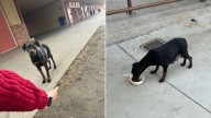 California Rescuer Follows A Lonely Pup Who Reveals A Pile Of Surprises No One Expected