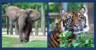 Cameron Park Zoo mourns the loss of two animals
