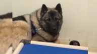 Pennsylvania Dog Curled In His Kennel Waits For The Family Who Will Change His Life