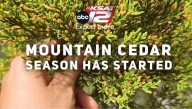 ACHOO! Mountain Cedar season has begun for San Antonio 🤧