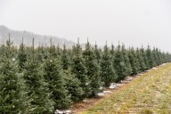 ¿Por qué los árboles de Navidad naturales podrían ser más baratos este 2025?