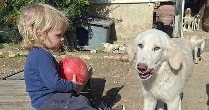 Brit family's horror '30 seconds as dog flicked' and mauled toddler to death in Greece