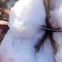 'Largest expo in the tri-states': Date set for Wiregrass Cotton Expo