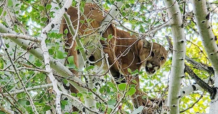 Wildlife commission aims to boost hunting opportunities for mountain lions