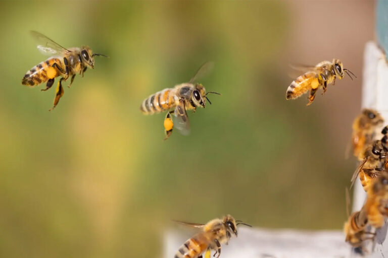 Enjambre de abejas ataca a vecinos de Tlaxcoapan, ¿cuántos lesionados hubo?