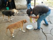 Brindan atención médica y alimento a perros y gatos tras desalojo