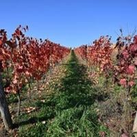 Hungary winemakers fear disease may 'wipe out' industry