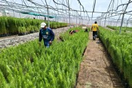 Forestal Fajardo: Ayacucho produce 220,000 plantones para recuperar áreas degradadas