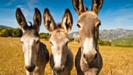 Cuál es la verdadera diferencia entre un burro, un asno y una mula
