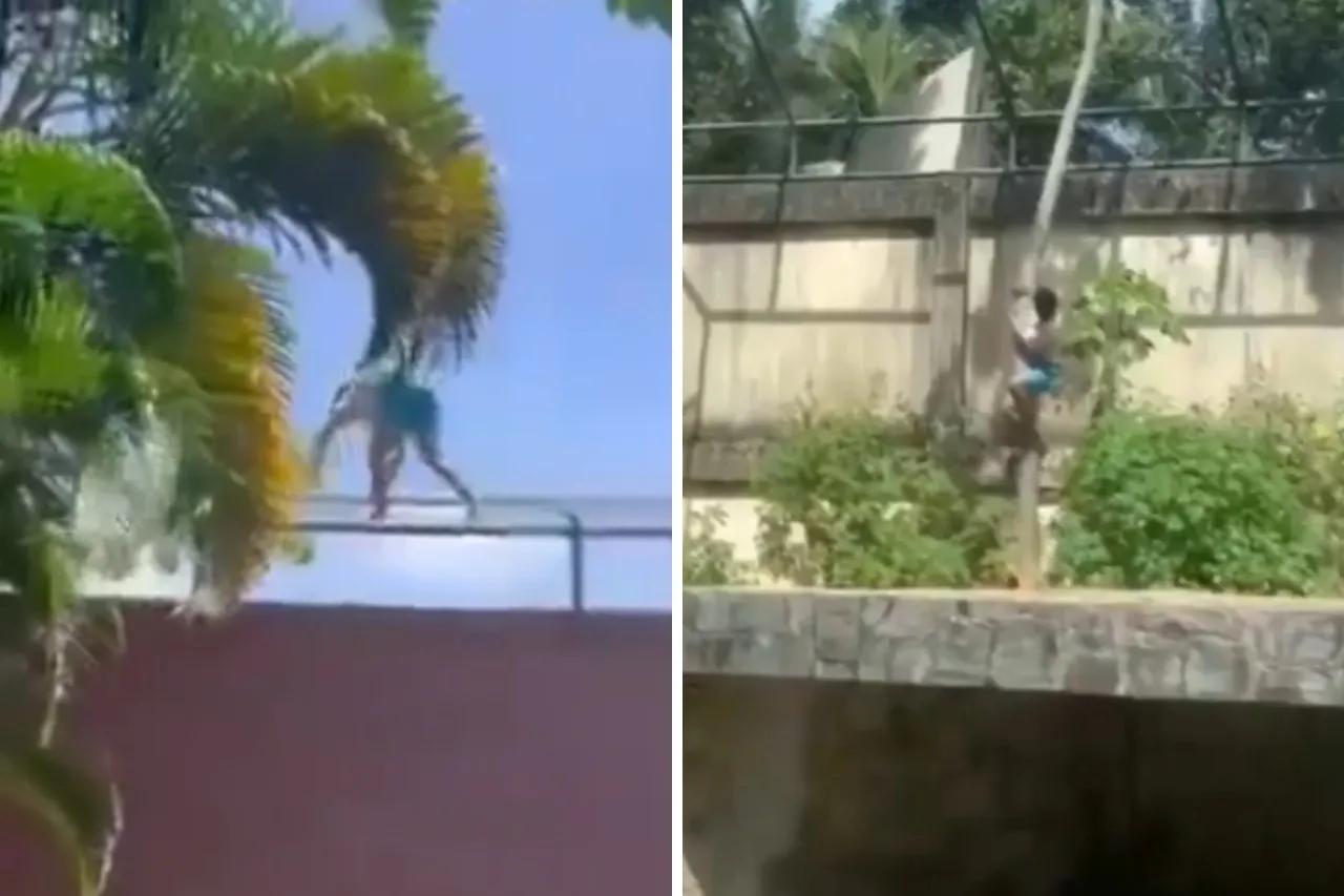 Joven muere atacado por leona en zoológico de Brasil tras invadir su recinto