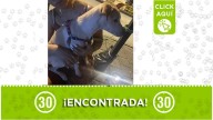 Perrita fue encontrada muy asustada en Manrique la 45: porta arnés