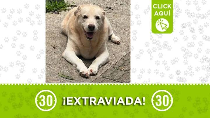 Buscamos a Dona: se perdió en el barrio Buenos Aires y su familia la busca