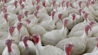 Why Canada's food inspection agency won't do interviews as avian flu outbreak in Ontario grows
